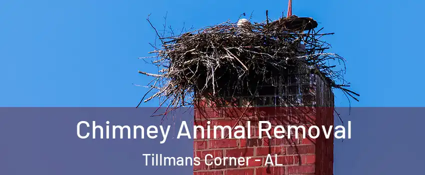  Chimney Animal Removal Tillmans Corner - AL